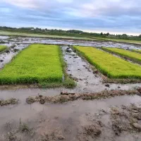 فروش توم نشاهاشمی خرمنکوبی درجه یک