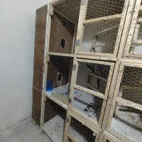 قفس پرنده