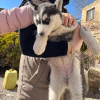 سگ هاسکی ۴ ماهه
