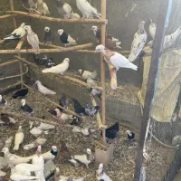 طوقی ۰پرشی ساعتی ب شرط
