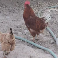 خروس‌لوهمن