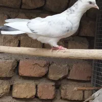 گرفتنی بلندی
