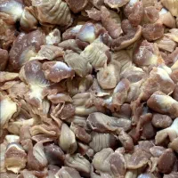 چربی گوساله بجه فیله سنگدان تازه گشتار روز