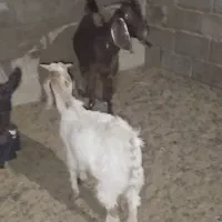 بز آبست و کهره نر
