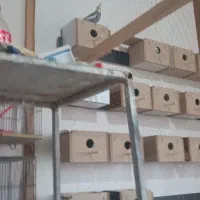 لانه چوبی مرغ عشق برزیلی فنچ