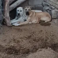 سگ ماده و توله نر گله ای