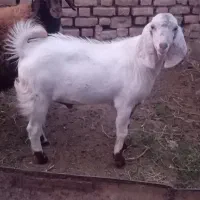 بزغاله