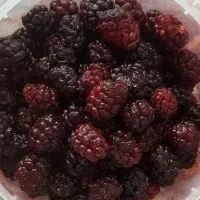 توت قیچی تازه