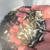 کپور سیلور فیتوفاگ