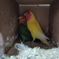 عروس هلندی.برزیلی.ملنگو.گلدین.گرینچیک