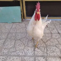 خروس جوان