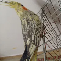 عروس هلندی نر بالغ