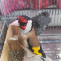 سهره