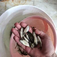 شرفلی