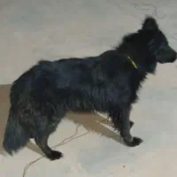 فروش سگ ژرمن