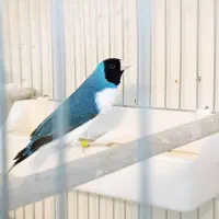 ۴عددگلدین‌ آبی ساسز درشت و بیگ سایز