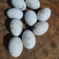 تخم غاز محلی