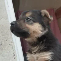 سگ ژرمن