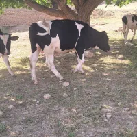 گوساله نر