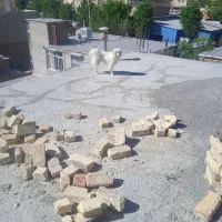 سگ پاپی نره