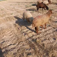 یک عدد قوچ و۷ بره برا فروش