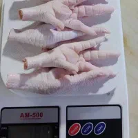 پای مرغ سفید و درجه یک صادراتی و داخلی
