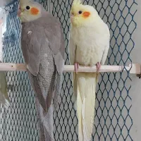 عروس هلندی گمشده