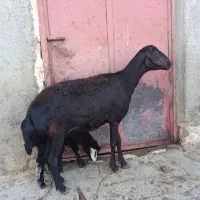 میش زایده