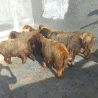 گوسفند بختیاری