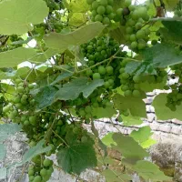 غوره|خوردنی و آشامیدنی|آمل, |دیوار