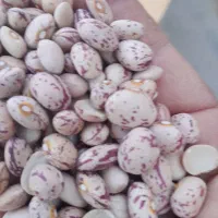 لوبیا چیتی درجه یک لیزر شده درجه دوشوجدا شده