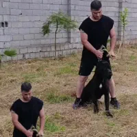 سگ کن کورسو حساس روی خانواده و بادیگارد و حرفه ای