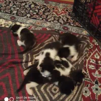 گربه