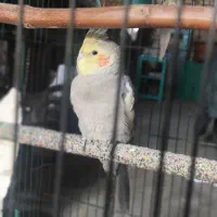 پرنده|پرنده|قلعه نو, |دیوار