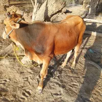 دو گوساله نره چاق