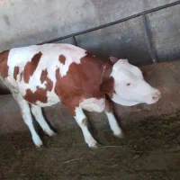 گوساله ماده