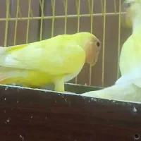 طوطی صورت هلویی برزیلی