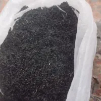 بذر پیاز مینروا