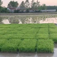 توم باکسی
