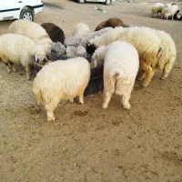گوسفند چاق گوشتی زنده