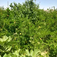 باغ  ویلا