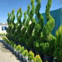 کارواش .علف تراشی.  آبیاری  . سم پاشی .  کاشت درخت