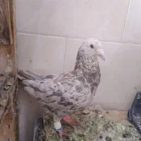 کفتر،کبوترسرورکرم نر