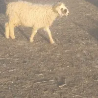 یک عدد گوسفند نر