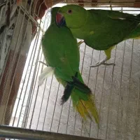 طوطی ملنگو ماده3ساله معاوضه باگرینچیک