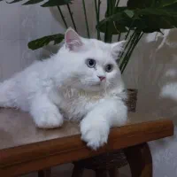 گربه بریتیش لانگ هیر