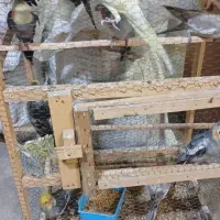 عروس هلندی برزیلی مرغ عشق