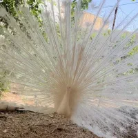 طاووس