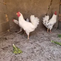 مرغ وخروس