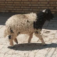 گوسفند نر